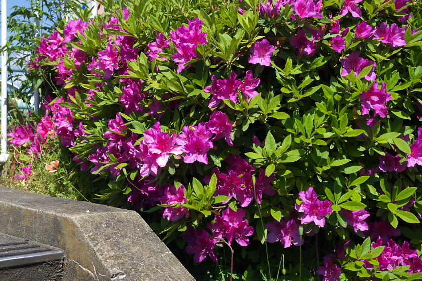 西側入口のオオムラサキツツジ 大紫躑躅 元横山公園 八王子の点景