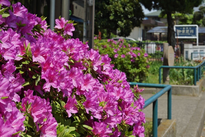 オオムラサキツツジ 大紫躑躅 の咲く入口 子安公園 八王子の点景