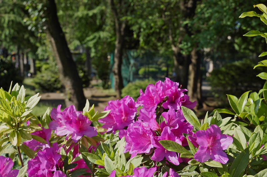 オオムラサキツツジ 大紫躑躅 の花 子安公園 八王子の点景