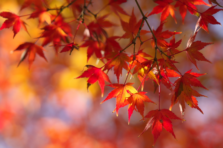 紅葉したモミジ 紅葉 の葉 いちょう公園 八王子の点景