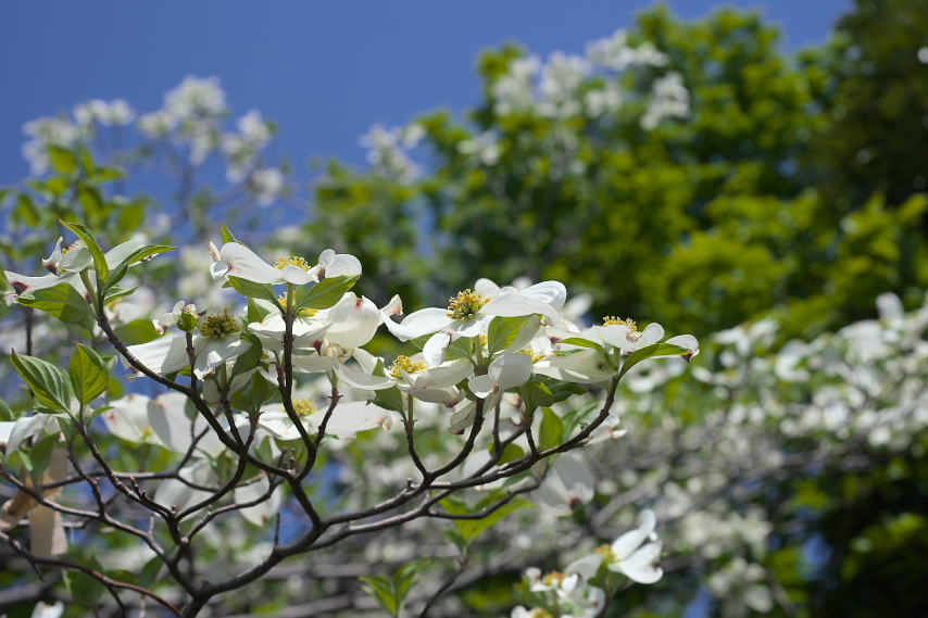 南側のハナミズキ 花水木 の花 上野町公園 八王子の点景