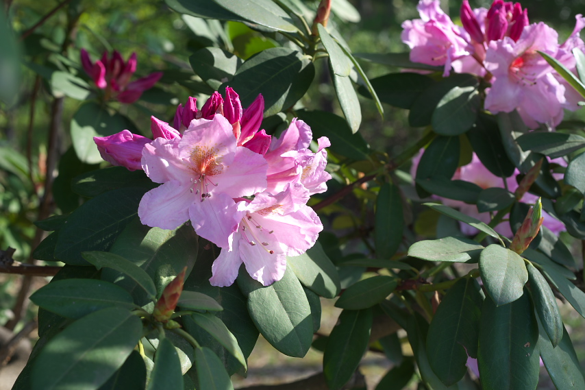 開花した西洋シャクナゲ 石楠花 の花 片倉城跡公園 八王子の点景