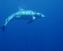 海洋生物：イルカ